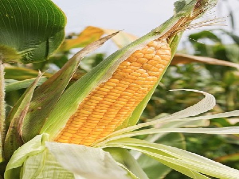 yellow-corn